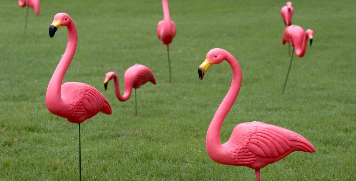 Multiple Pink Plastic Flamingos on Lawn
